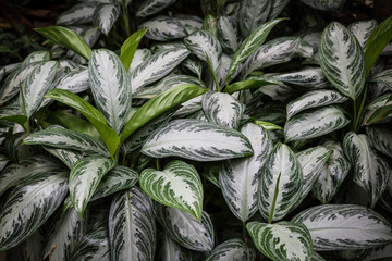 Aglaonema, Kolbenfaden oder Immergr&uuml;n