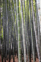 Bamboo forest in Arashiyama, Kyoto