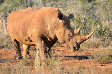 Obraz premium Nashorn