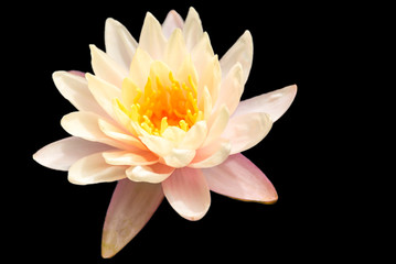 isloate beautiful lotus flower. The symbol of the Buddha, Thailand.