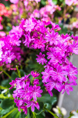 Obraz premium Beautiful flowers