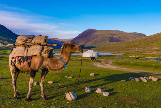 Kamel vor Ger Jurte in der Mongolei