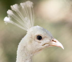 Portrait of a white peacock at the zoo