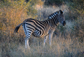 Zebra