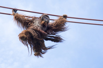 Male orangutan Kiko  walks and swings on cables forty feet above the ground at the National Zoo in Washington, DC. © Tim