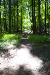 Obraz premium Sonniger Waldweg im Sommer, Deutschland