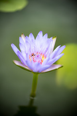 Beautiful lotus flower in pond,The symbol of the Buddha, Thailand.