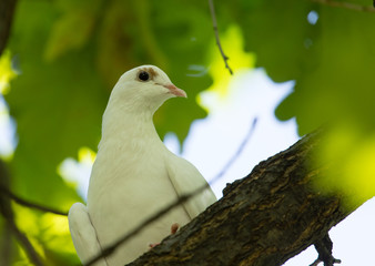 White dove in the forest on a green nature