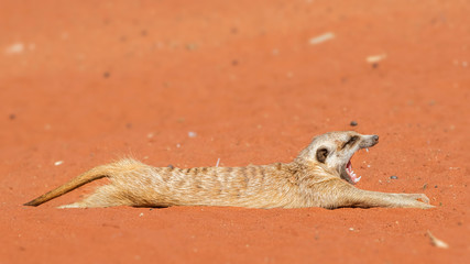 Meerkat stretching and yawning on red sand (Suricata suricatta), Kalahari desert, Namibia