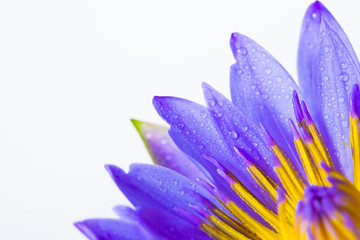 Purple lotus on white background