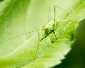 Grasshopper on a green leaf in the open air