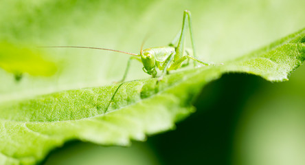 Grasshopper on a green leaf in the open air