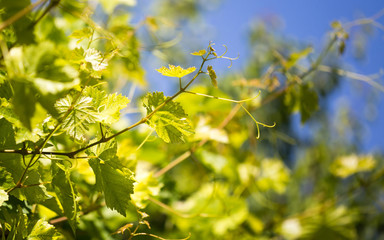 Mustache against grapes against the blue sky