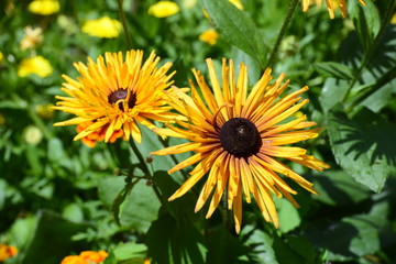 Rudbeckie