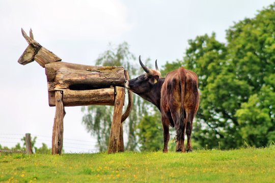 Auerrind-Bilder: Stock-Fotos & -Videos. | Adobe Stock