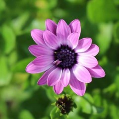 Marguerite violette