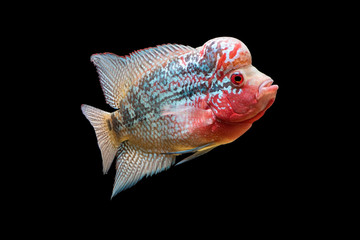 Flowerhorn is the colorful ornamental fish