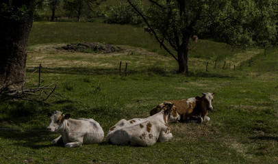 stado krów  © wedrownik52