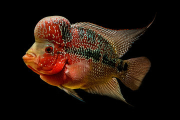 Fototapeta premium Flowerhorn is the colorful ornamental fish
