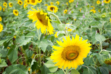 Beautiful big yellow sun flowers in sun flowers garden close up.