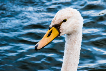 Portrait of young swan