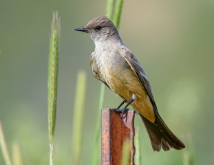 Say's Phoebe Perched on a Fence Post