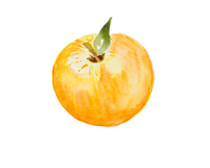 Watercolor illustration of an apple