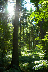 Sonniger Wald in Schleswig-Holstein, Deutschland