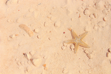 Starfish on the Beach / Starfish on the Beach with Sand in the background