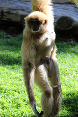 TIERE_2303_Affe_Weisshandgibbon