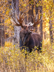 Bull moose bellowing