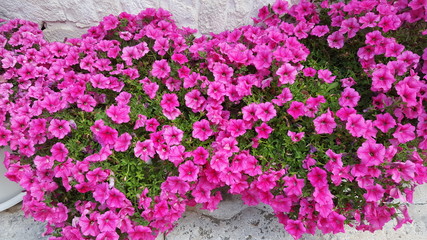 Apulien Blumentextur