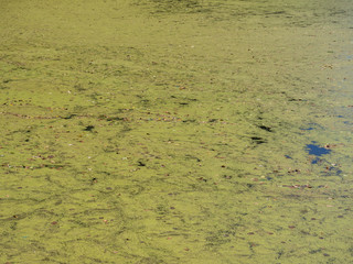 Grünalgen auf einem See