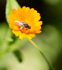 Bee on an orange flower in the nature