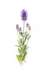 Obraz premium Kwiaty lawendy.