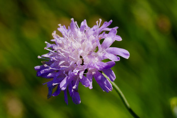 Close-up macro photo of a Scabious flower with water drops