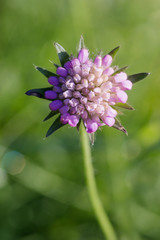 Close-up macro photo of a Scabious flower with water drops