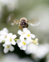 Bee on small white flowers in nature