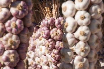 Sales of fresh garlic at the market. Cultivating healthy vegetables. Traditional aromatic spices.