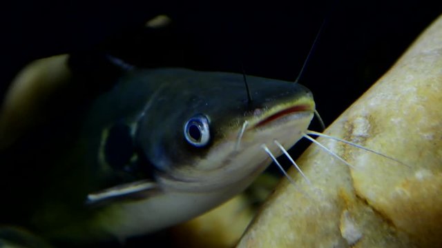 Asian Redtail Catfish (Hemibagrus wyckii) swimming underwater.