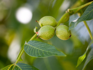 Green walnuts on a tree in the nature