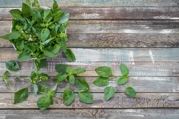 Fototapeta na wymiar Close-up fresh Nature background of sweet basil herb green leaf