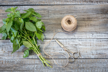 Aromatic culinary herbs basil. Fresh and dry basil herb with vintage scissors on rustic wooden background.