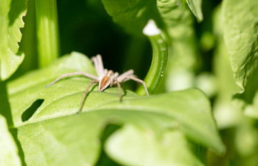 A spider on a green leaf in nature