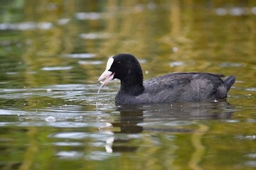 A beautiful black wild duck floating on the surface of a pond (Fulica atra, Fulica previous)