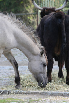 TIERE_2236_Tarpan