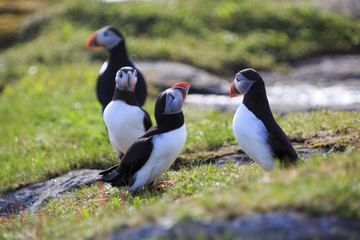 Altlantic puffins on the cliffs of Newfoundland and Labrador, Canada.