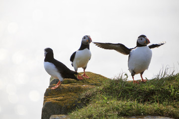 Altlantic puffins on the cliffs of Newfoundland and Labrador, Canada.