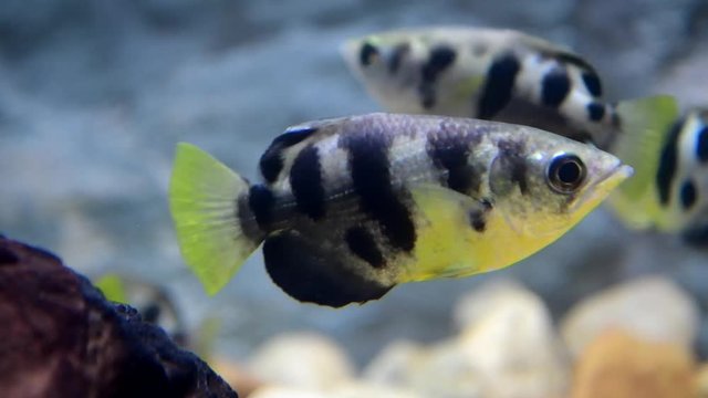 Common Archer Fish (Toxotes chatareus) swimming underwater.