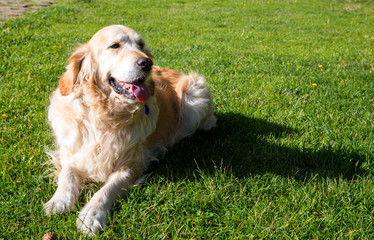 Golden Retriever lying down